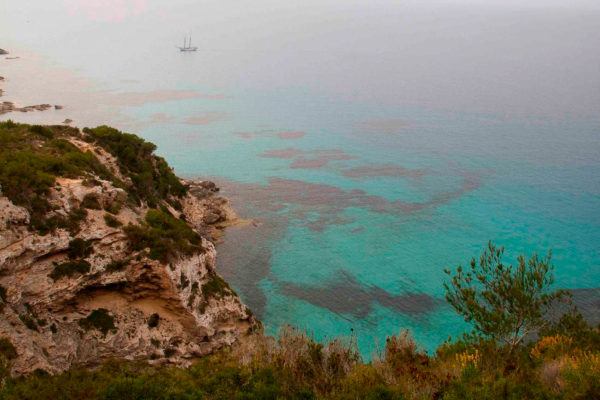 Neptungras gesehen von einer Klippe auf Formentera