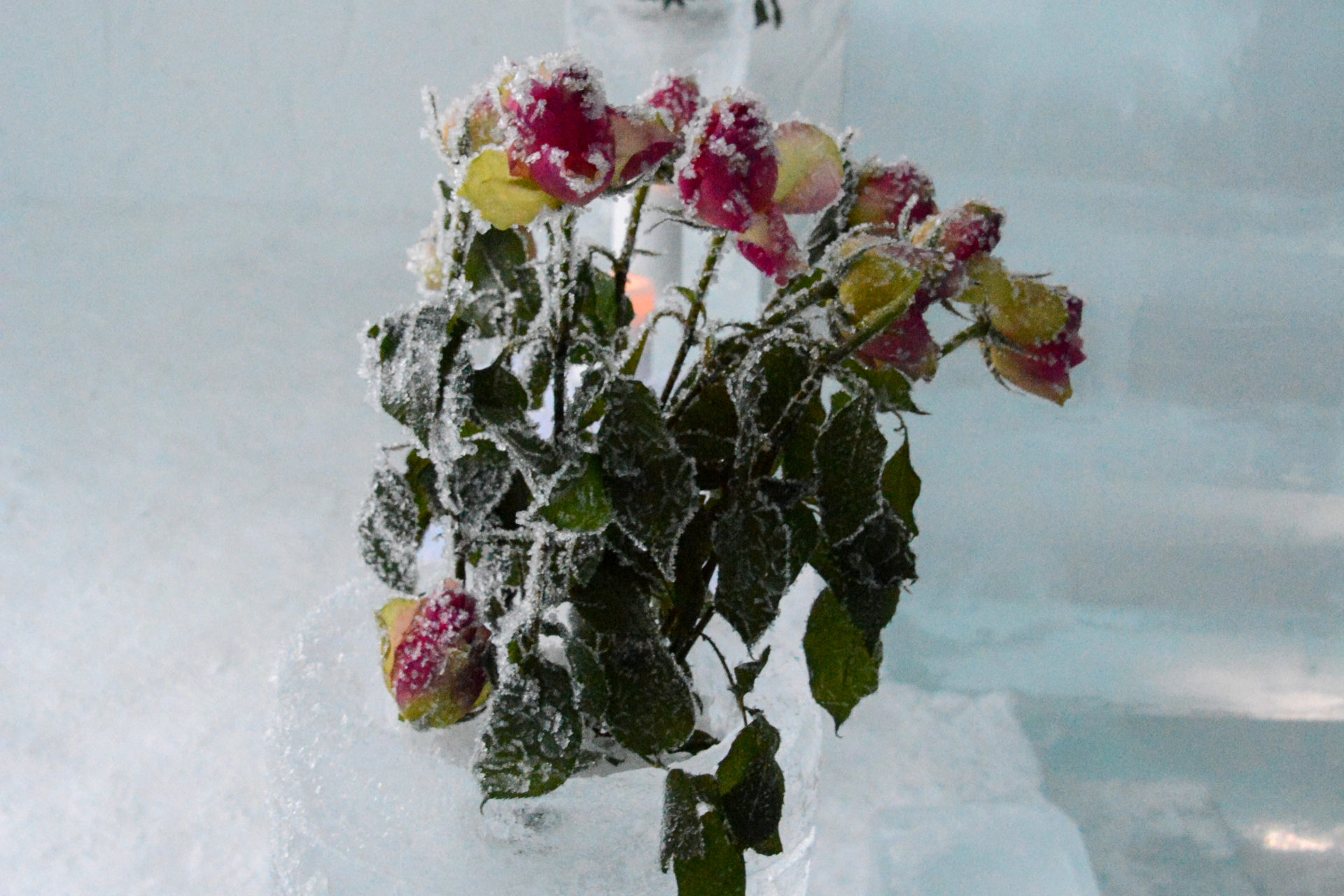 Gefrorene Rosen in der Kapelle des Eishotels in Norwegen
