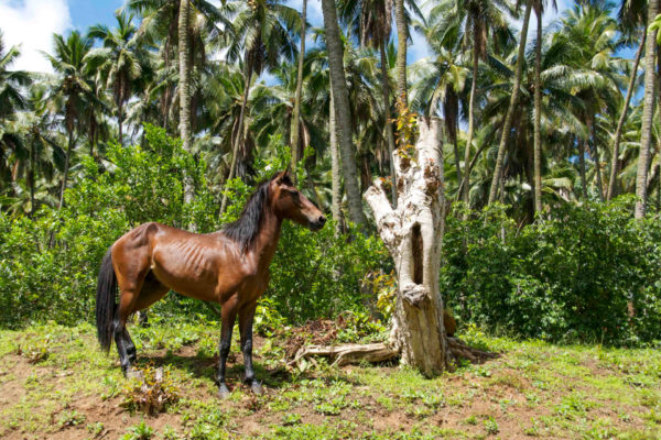 Pferd unter Palmen im Urwald der Marquesas: Raubtiere gibt es nicht auf der Marquesas