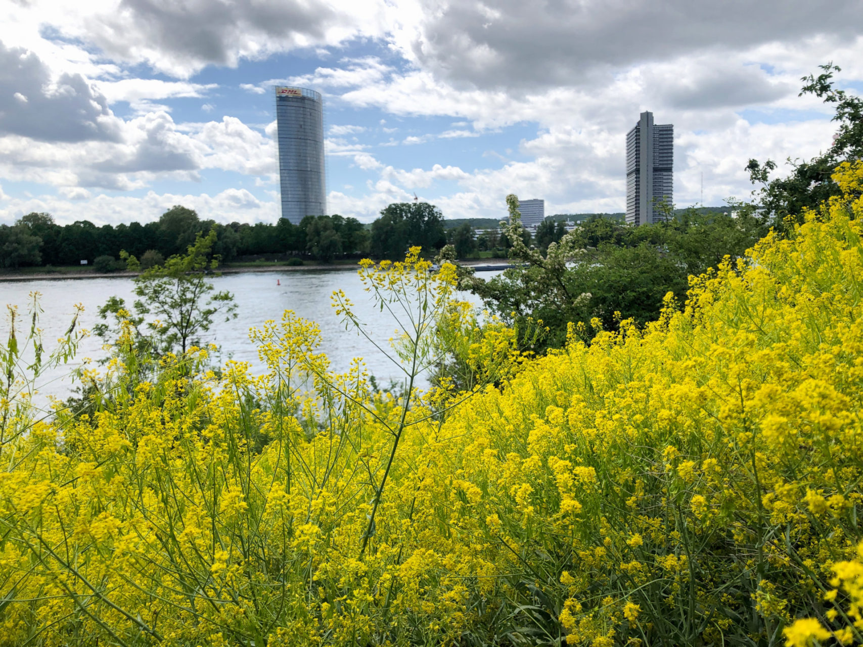 Rhein, Post-Tower und Langer Eugen mit wildem Raps am Rhein in Bonn
