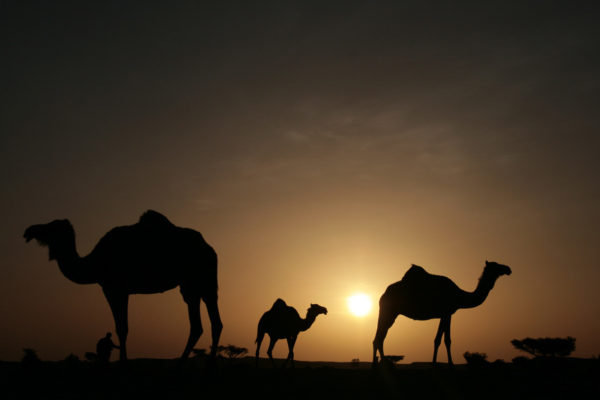 Kamele im Sonnenuntergang in der Wüste Rub al-Chali im Oman