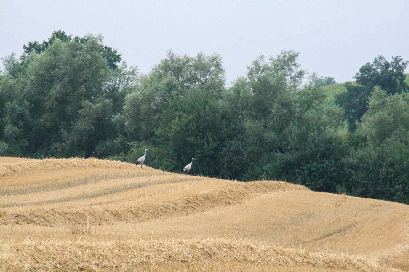 Kraniche auf einem Feld in Mecklenburg