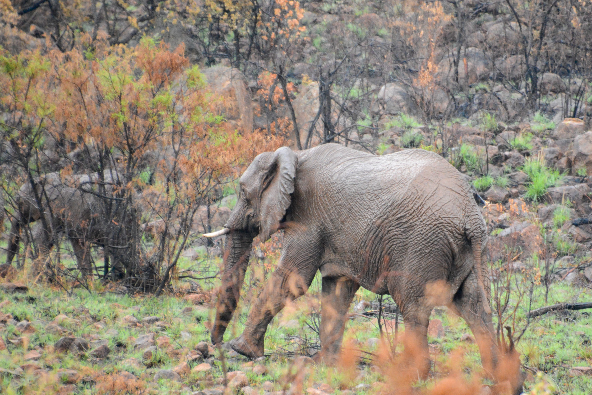 Zwei Elefanten stapfen durch den Regen im Pilanesberg Nationalpark