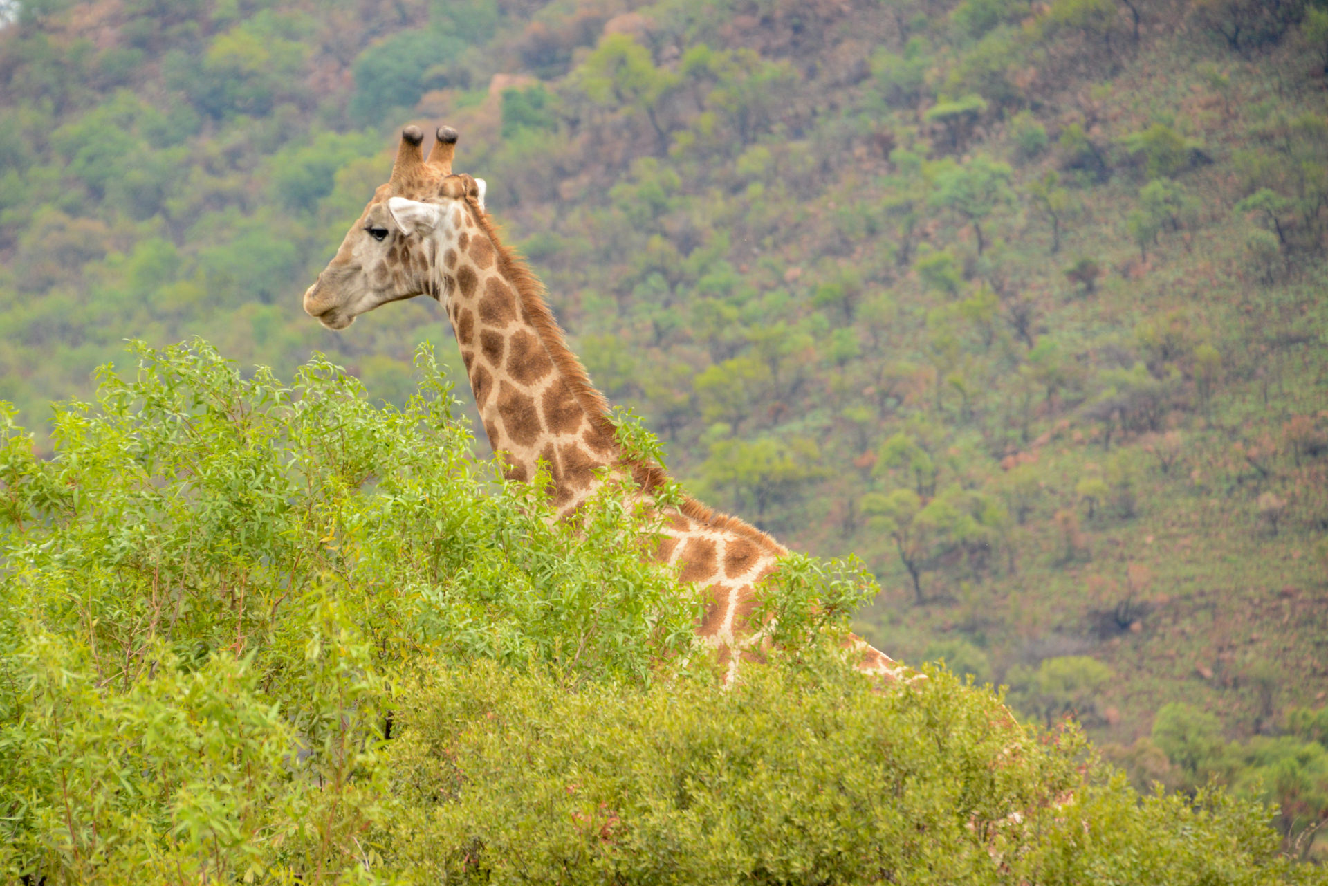 Giraffe mit sanftmütigem Gesichtsausdruck vor jungem Grün