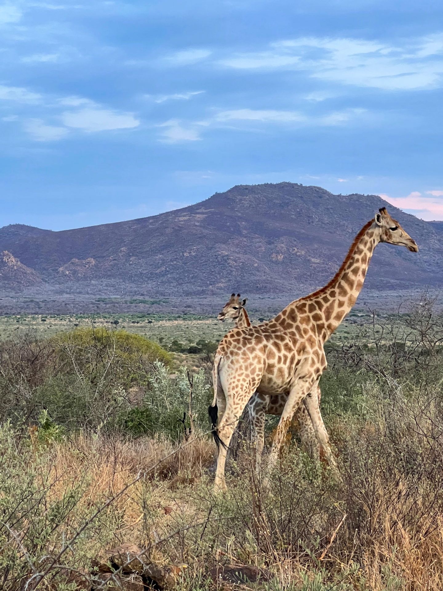 Zwei Giraffen kreuzen ihre Wege vor einem Berg im Norden Südafrikas