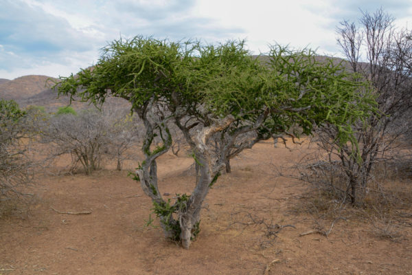 Knorrige Schirmakazie in der Steppe Südafrikas