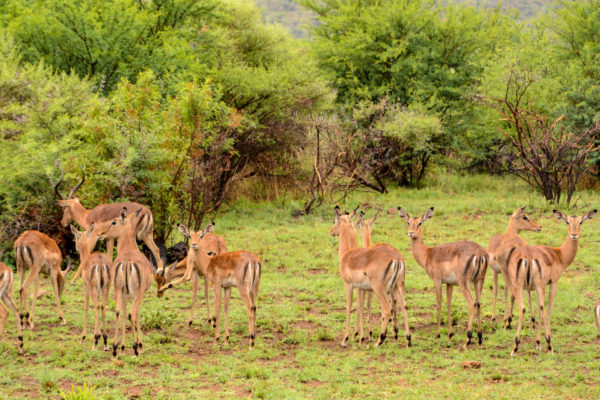Eine Herde Impalas nach Regenguss im Pilanesberg Nationalpark