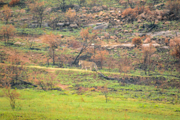 Löwenmutter erklimmt einen Hügel im Regen