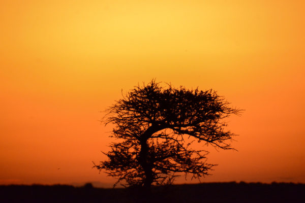 Der Shepherd's Tree im Sonnenuntergang ist auf Deutsch als Stinkender Hirtenbaum bekannt