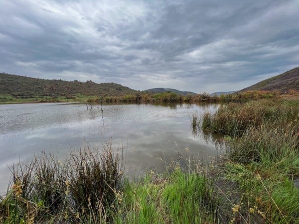 See mit grüner Umgebung im Pilanesberg