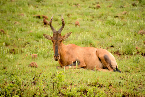 Ein Steinbock schaut in die Kamera in Südafrika