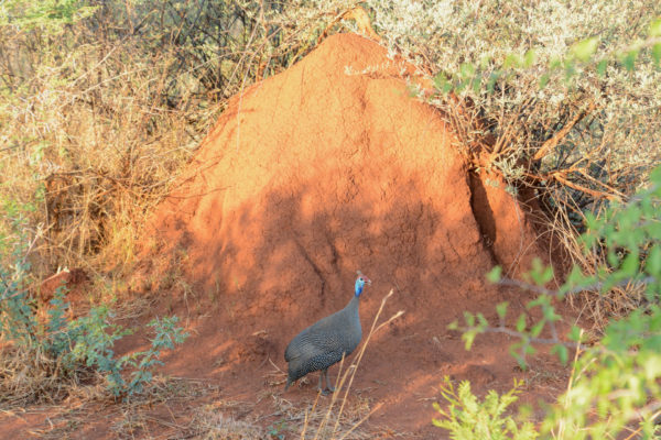 Ein Guinea Fowl vor einem Termitenhügel im Nationalpark Pilanesberg in Südafrika