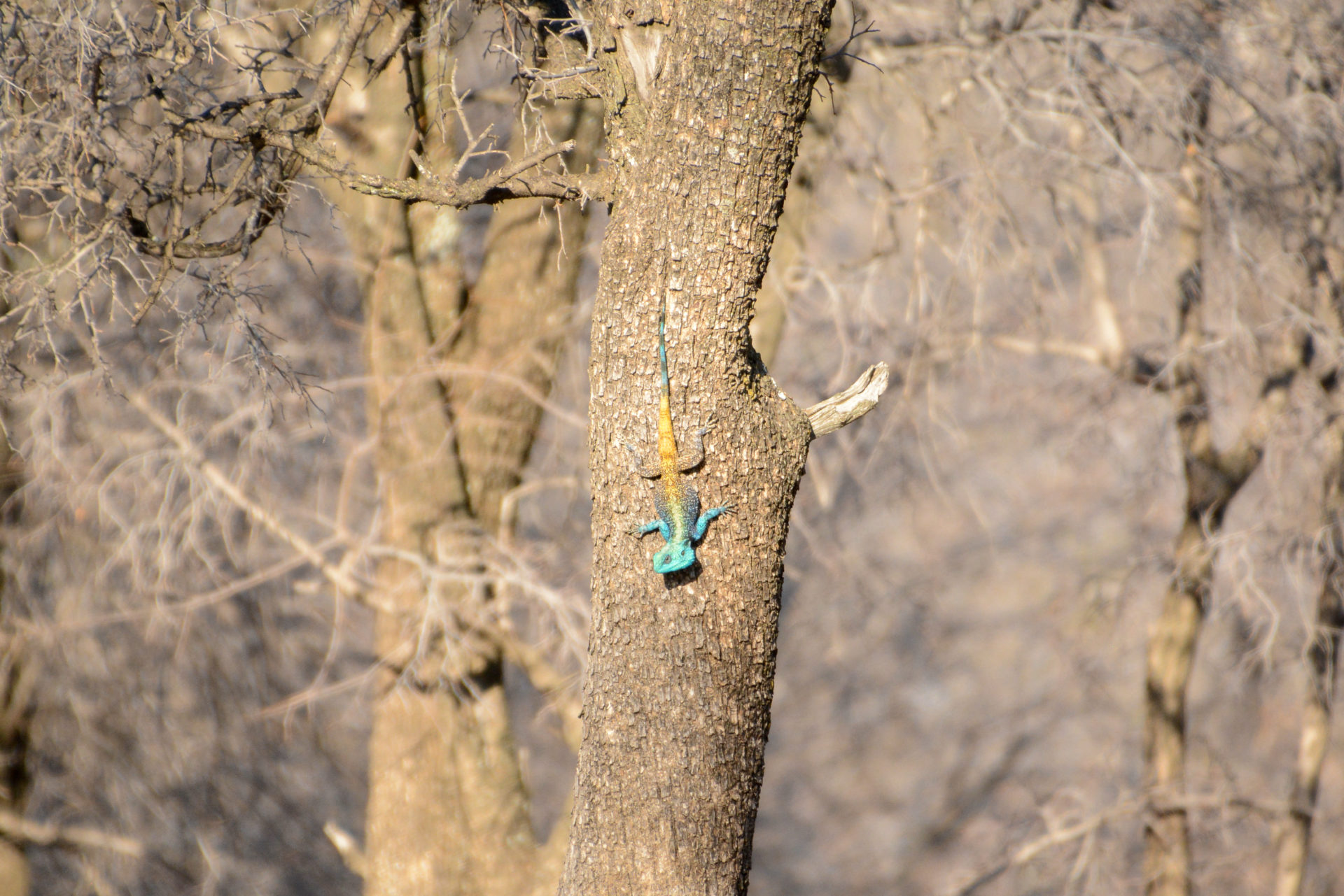 Ein Blue Headed Agama klettert einen Baum hinunter