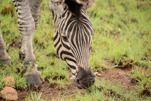 Grasendes Zebra in Nahaufnahme im Pilanesberg Nationalpark