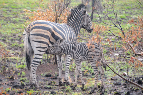 Verregnetes Zebra mit Jungem im Pilanesberg Nationalpark in Südafrika