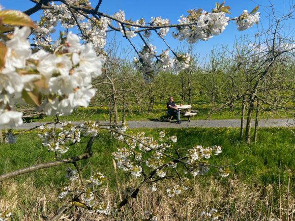 Apfelblüte auf dem Herzapfelhof im Alten Land
