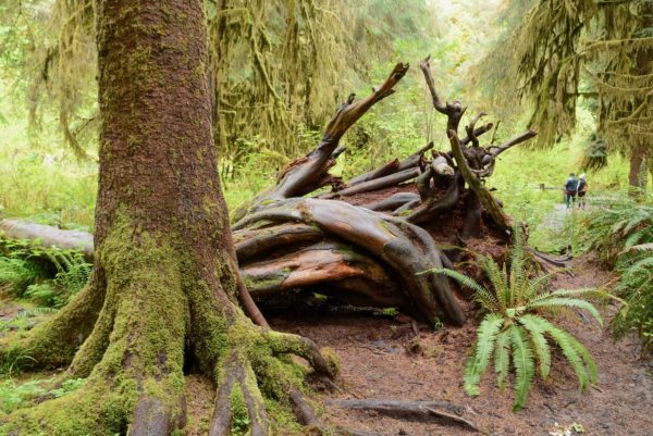 Gestürzte Baumriesen im Hoh Rain Forest im Olympia National Park