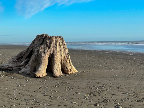 Relikte eines Mammutbaums am Kalaloch Beach im Olympia National Park