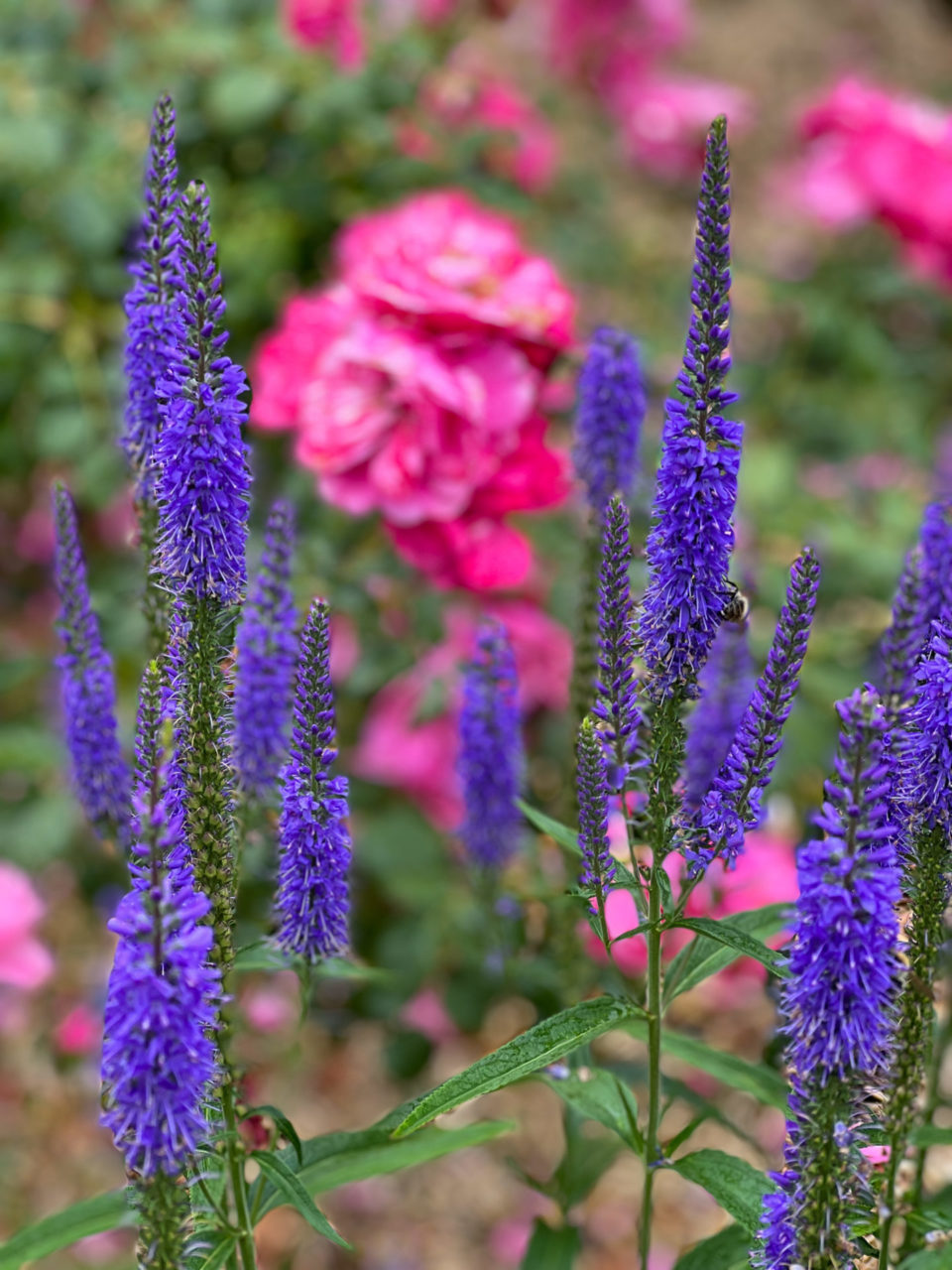 Stilleben mit Lilien und Rosen im Garten der Domaine de Chaalis gehört zu den Highlights von Nordfrankreich