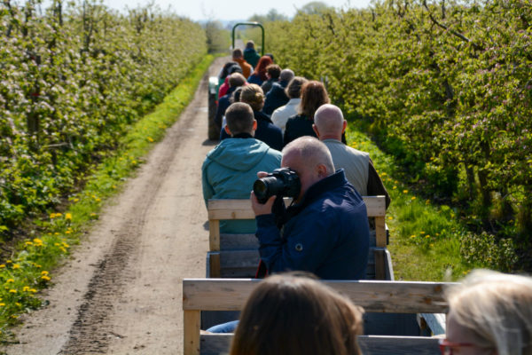 Passagiere auf Anhänger fahren durch Apfelplantage im Alten Land