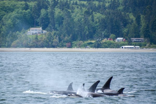 Vier große Orcas mit einem kleinen im Puget Sound