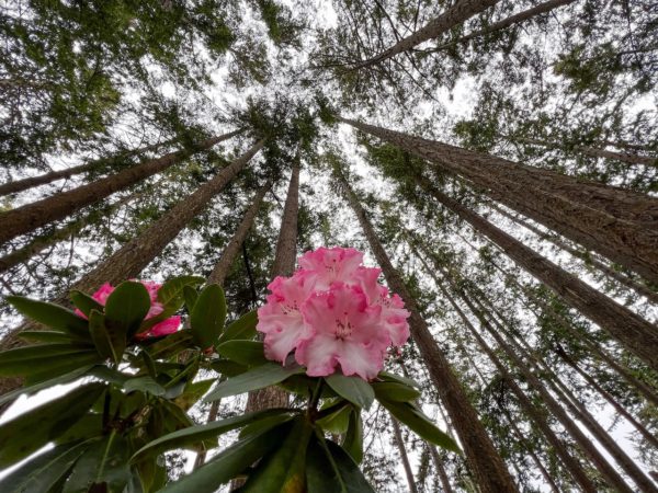 Blühender Rhododendron mit Mammutbäumen in der Nähe von Port Townsend in Washintgon State