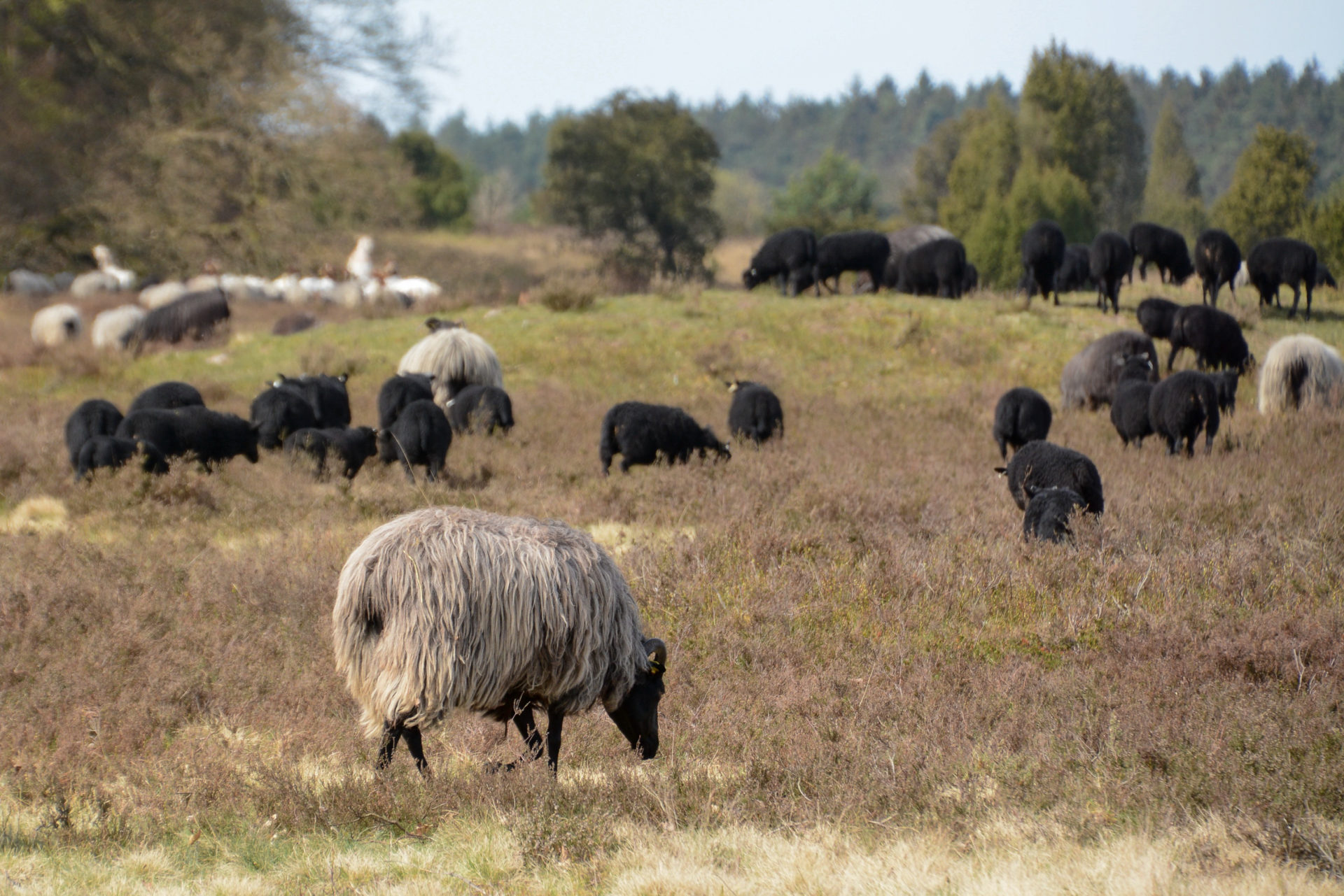 Schafsherde mit vielen schwarzen Exemplaren bei Egestorf