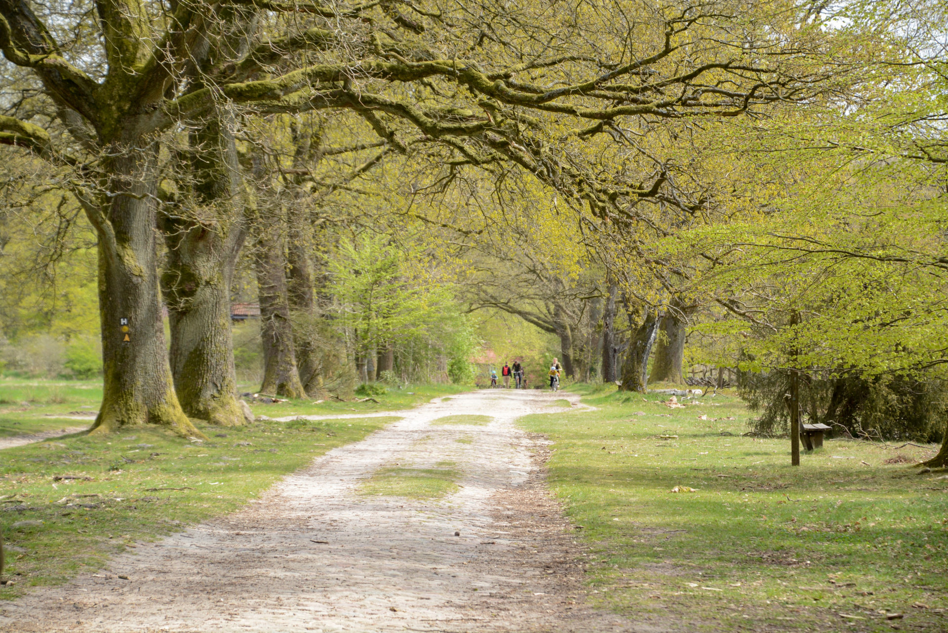 Allee für Wanderer und Radfahrer in der Lüneburger Heide mit zartem Frühlingsgrün
