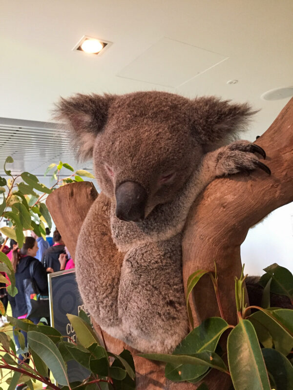 Schlafender Koalabär