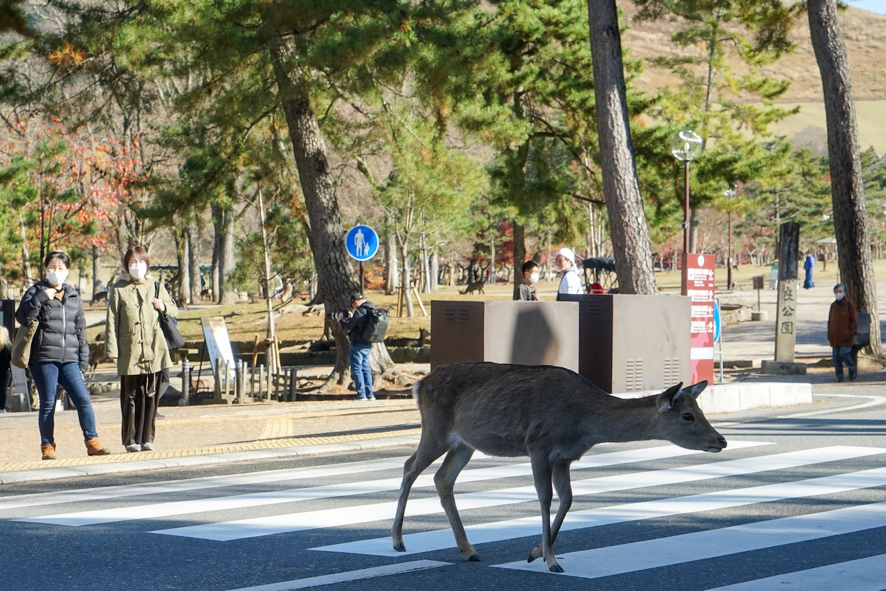 Hirsch überquert in Japan eine Straße auf einem Zebrastreifen
