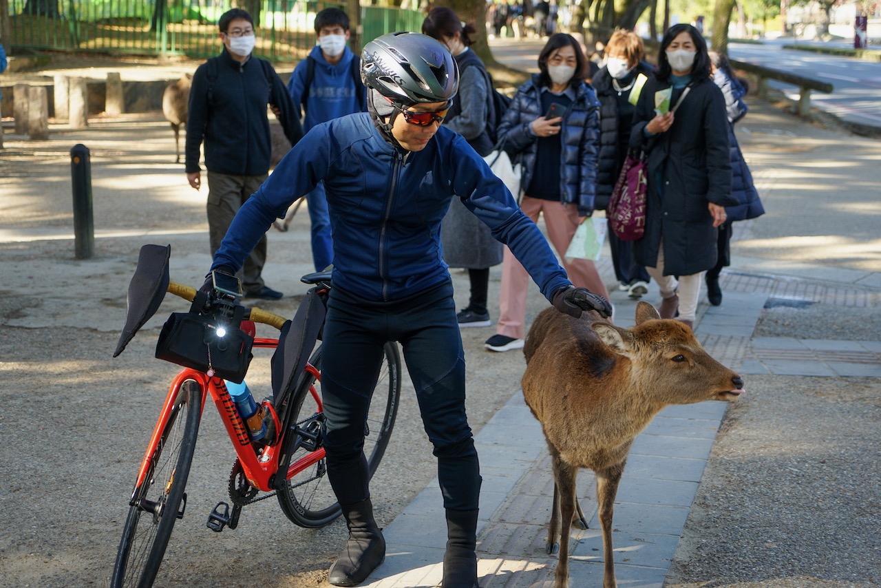 Radfahrer mit Hirsch in Nara Sika