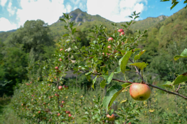 Reifer Apfel vor den Bergen Norditaliens