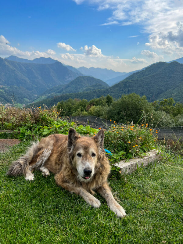 Hund bewacht das Anwesen einer Familie in den Bergen Italiens