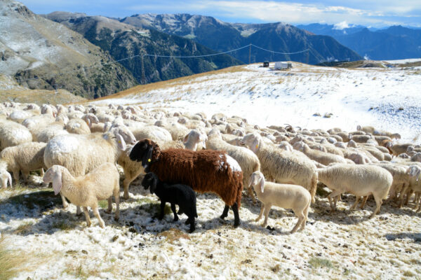 Schafherde im Neuschnee des Val Trompia mit Fernsicht auf die Berge
