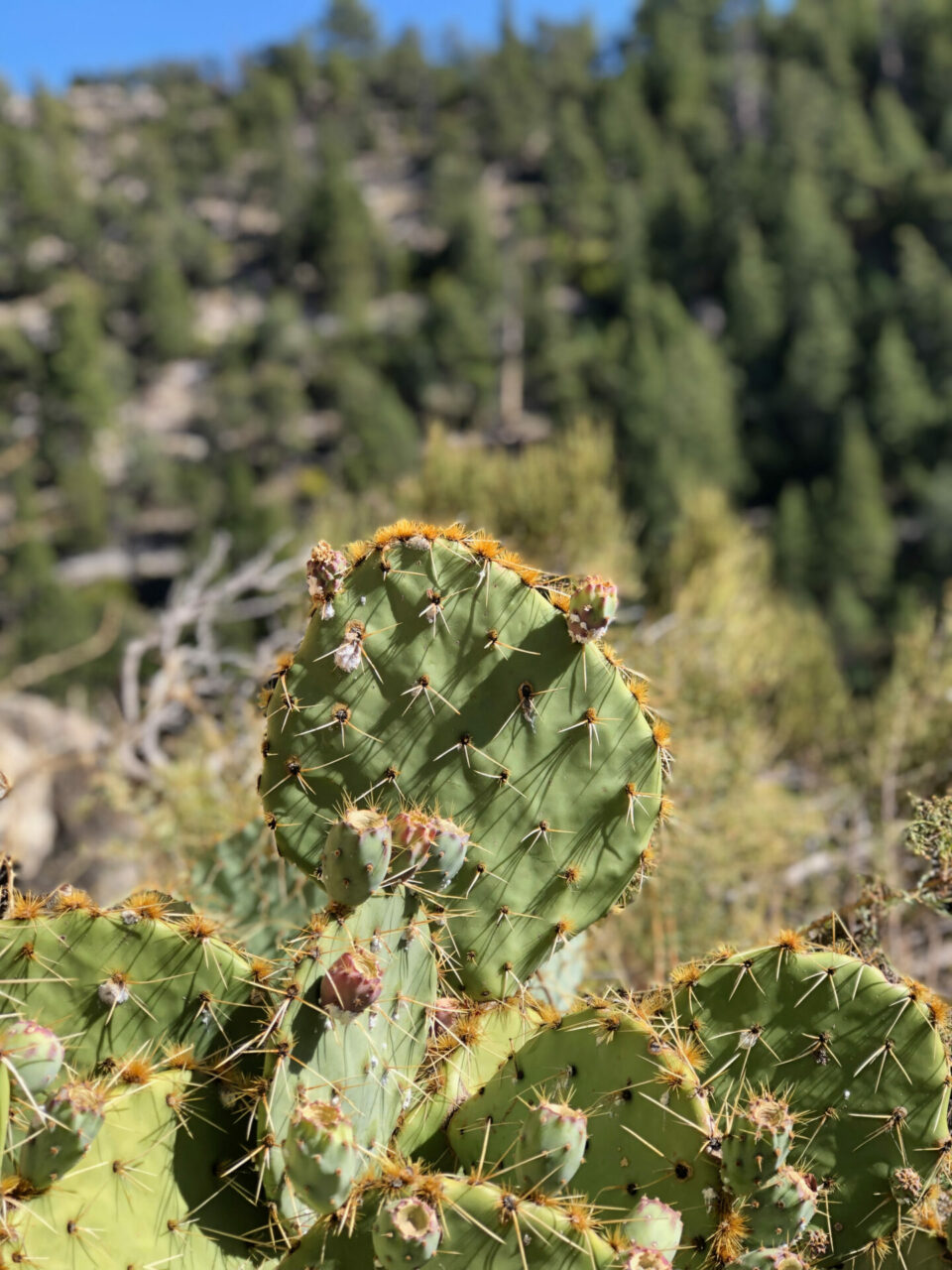Kaktus Cereus Repandus vor dem Walnut Canyon