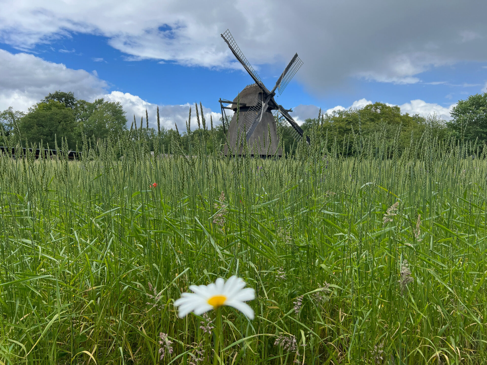 Einsame Margarite vor einer Windmühle in Odense