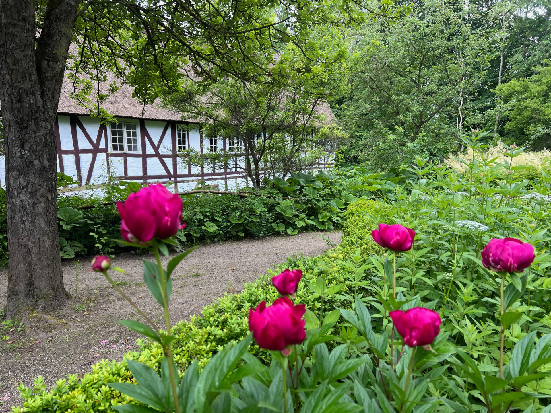 Pfingstrosen vor Fachwerkhaus in Odense