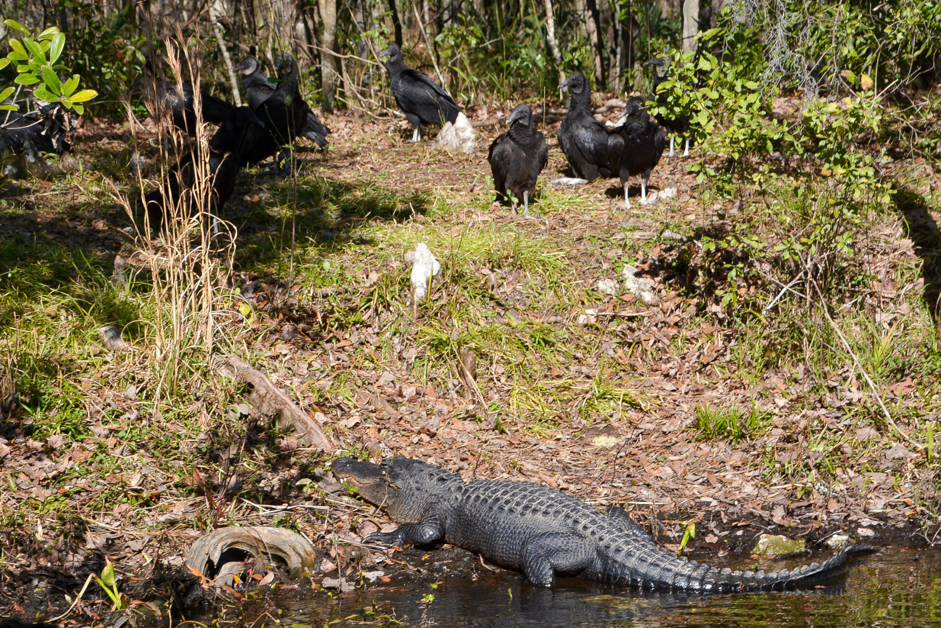 Alligator mit einer Handvoll Geiern im Edward J. Ball Wakulla Springs State Park in Florida