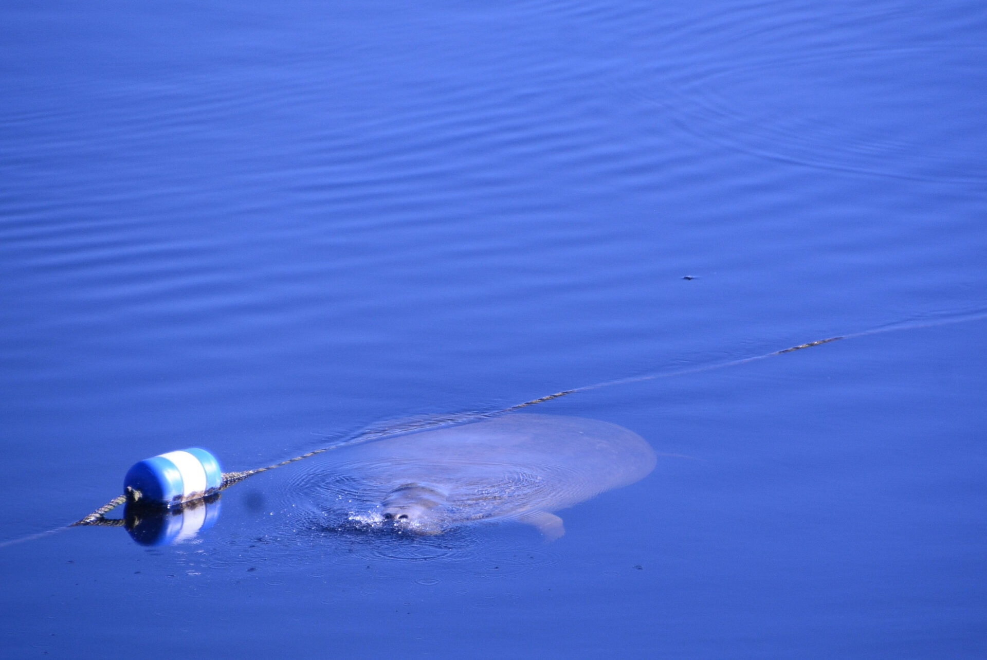 Nasenlöchern eines Manatee neben einer Schwimmboje