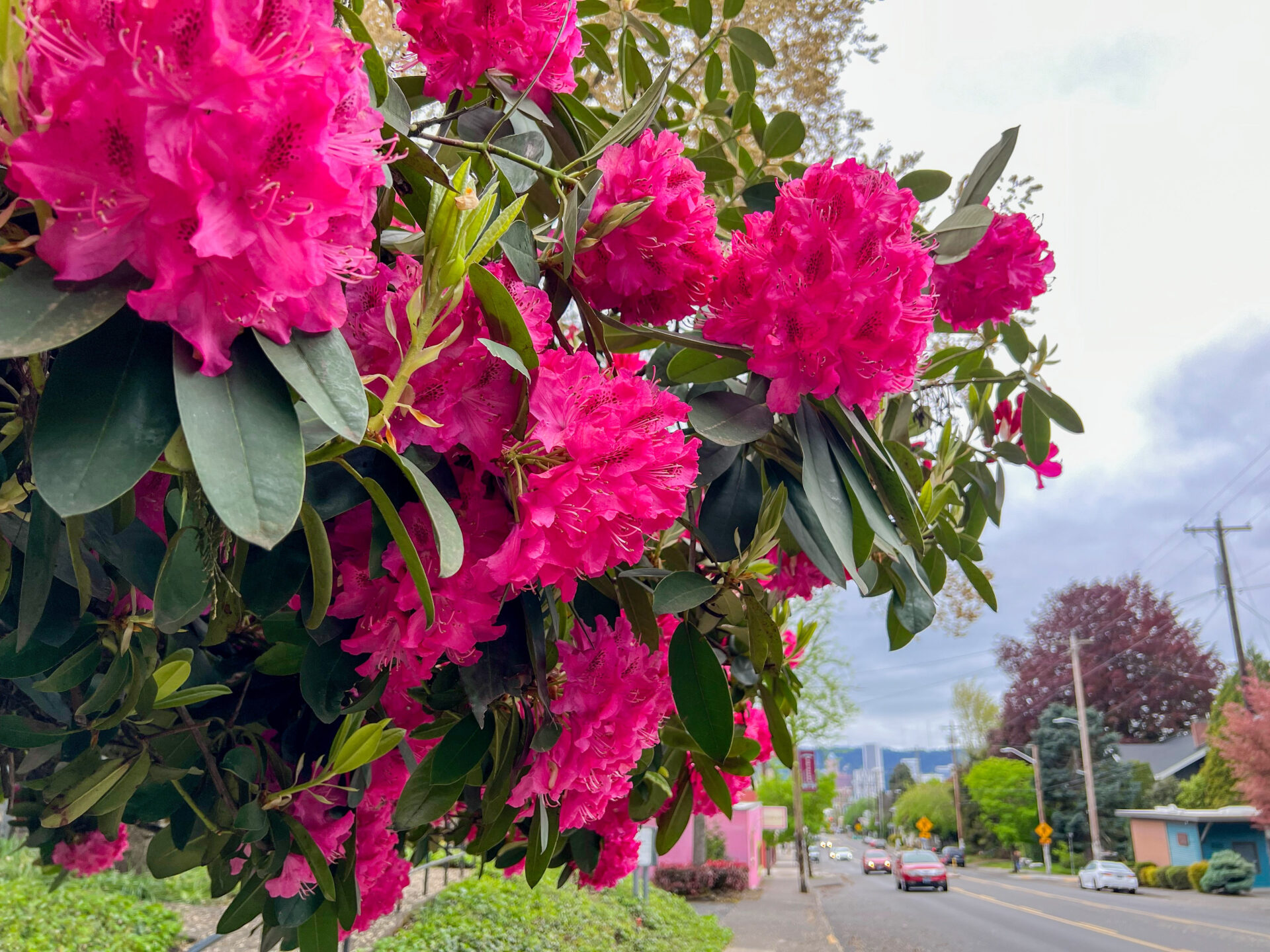 Blühender Rhododendron in Portland