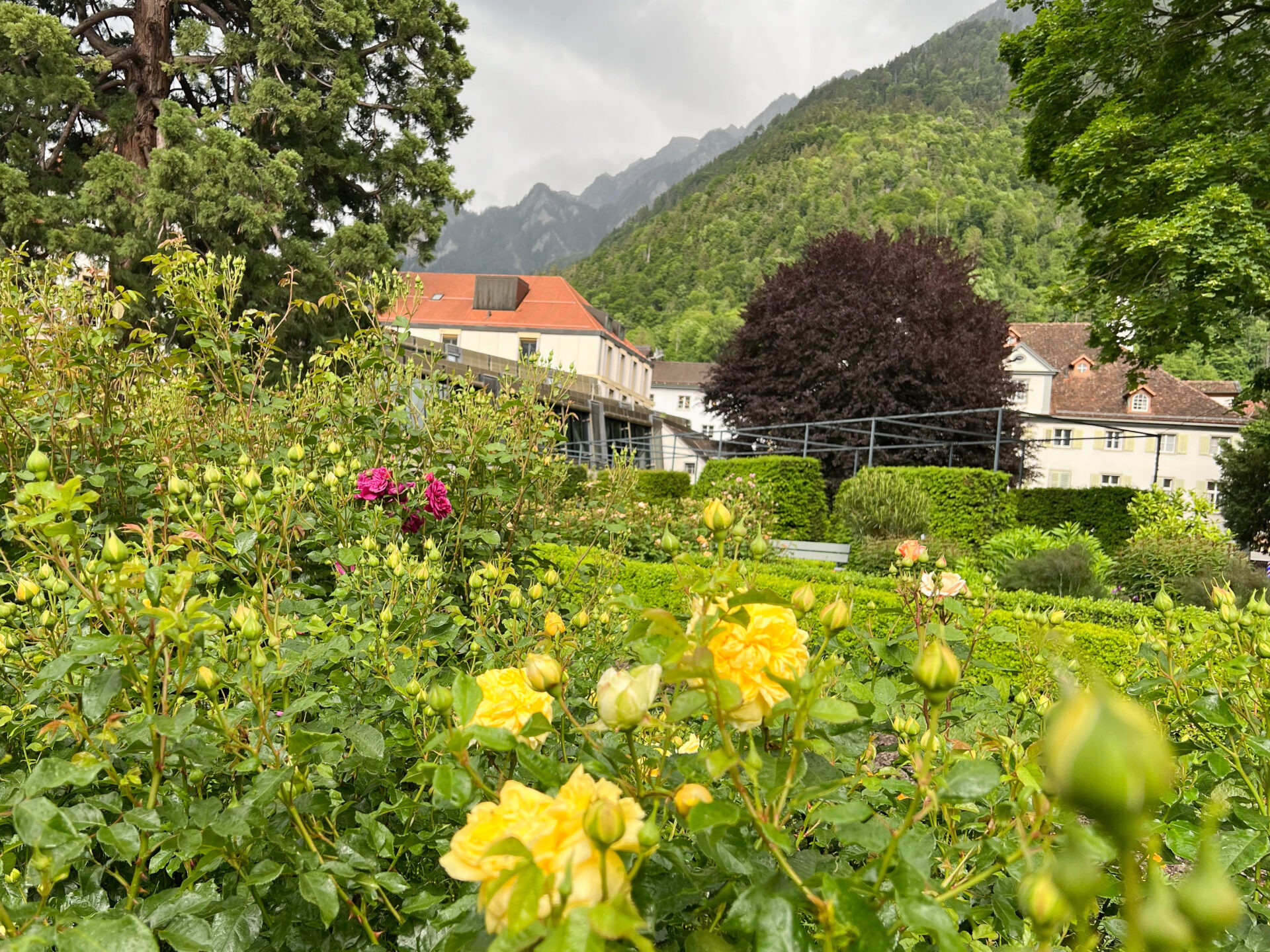 Rosenbeet vor Bergkulisse in der Innenstadt von Chur