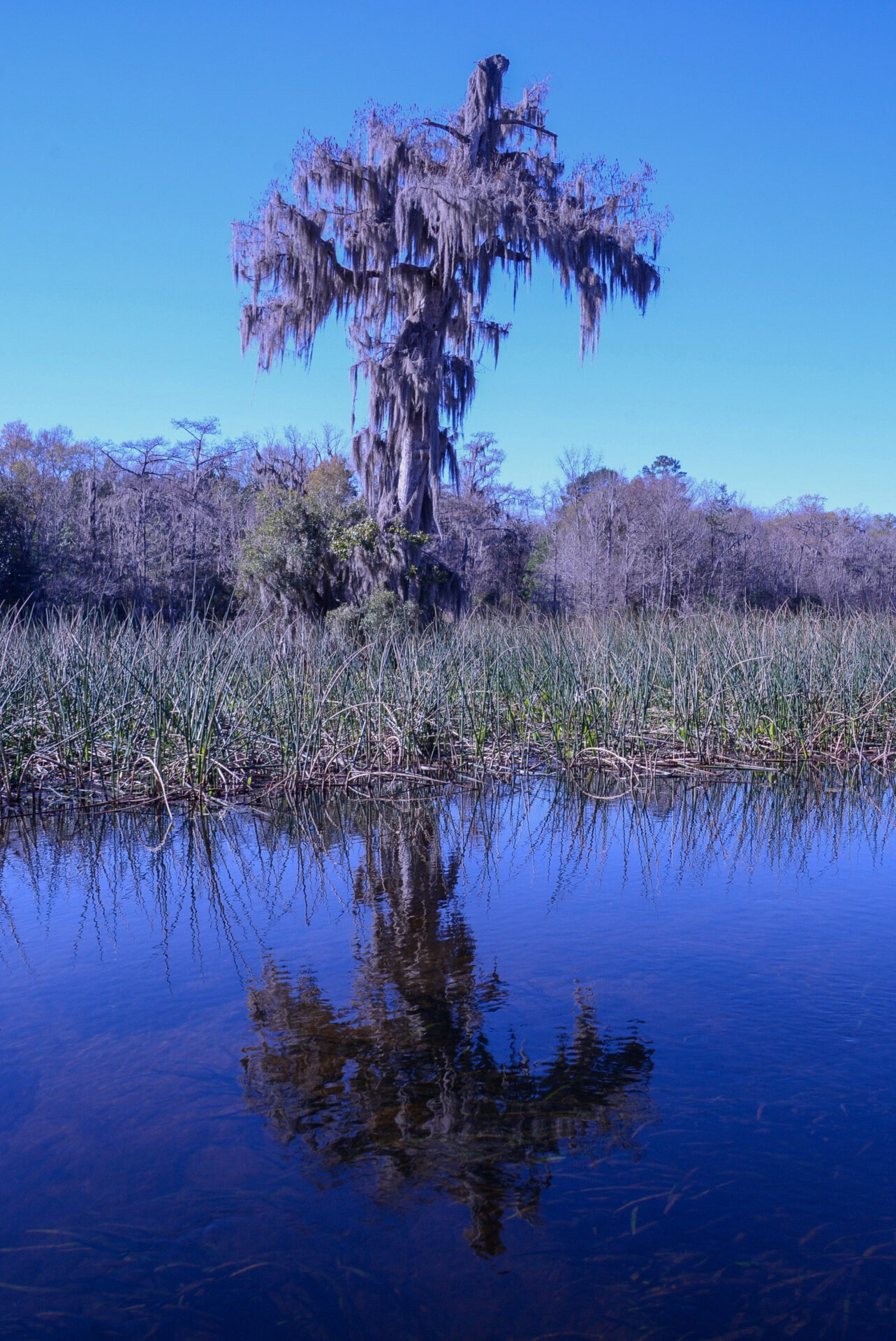 Eine Sumpfzypresse thront über dem Wasser des Wakulla Springs State Park