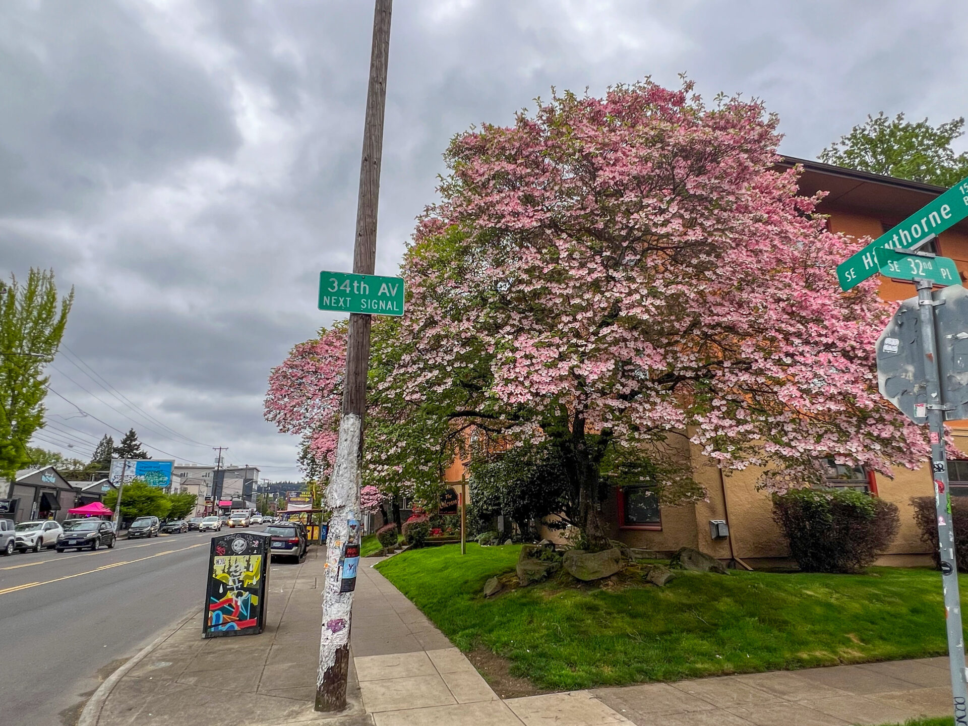 Üppig blühender Baum auf Southeast Hawthorne in Portland