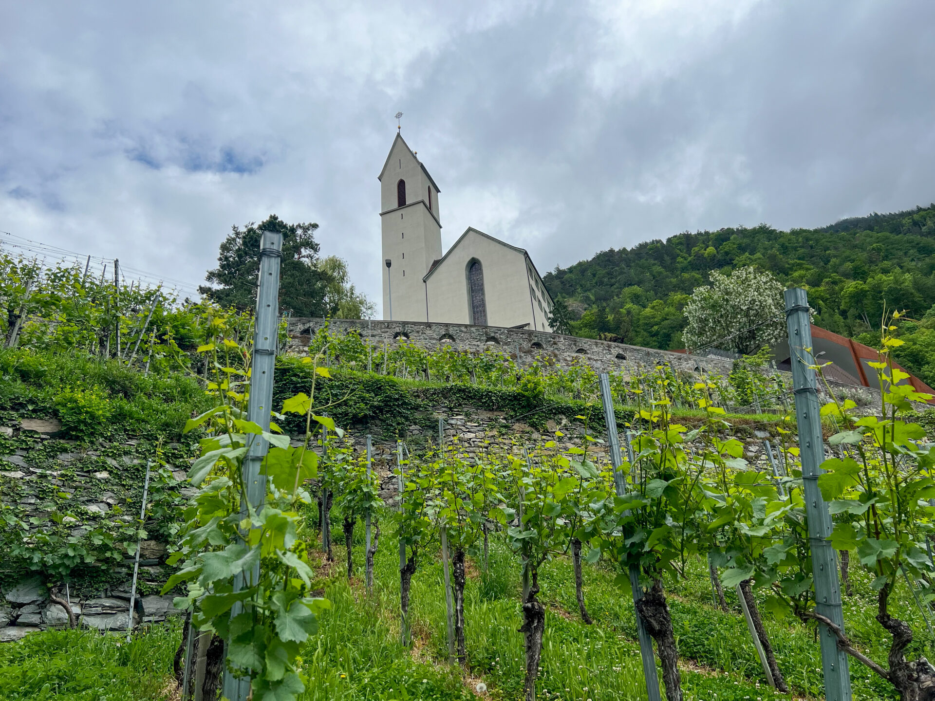 Weinberg mit Kirche am Stadtrand von Chur im schweizerischen Kanton Graubünden