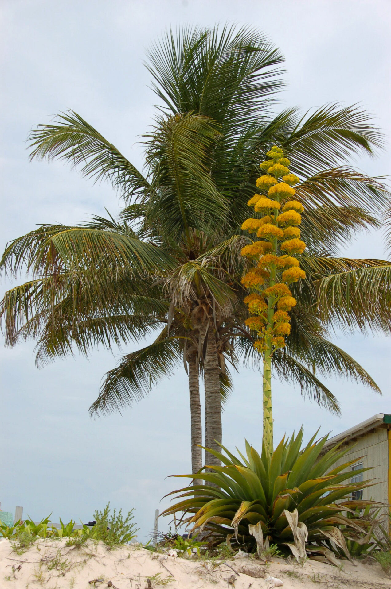 Palme mit Blüte einer Agave auf den British Virgin Islands