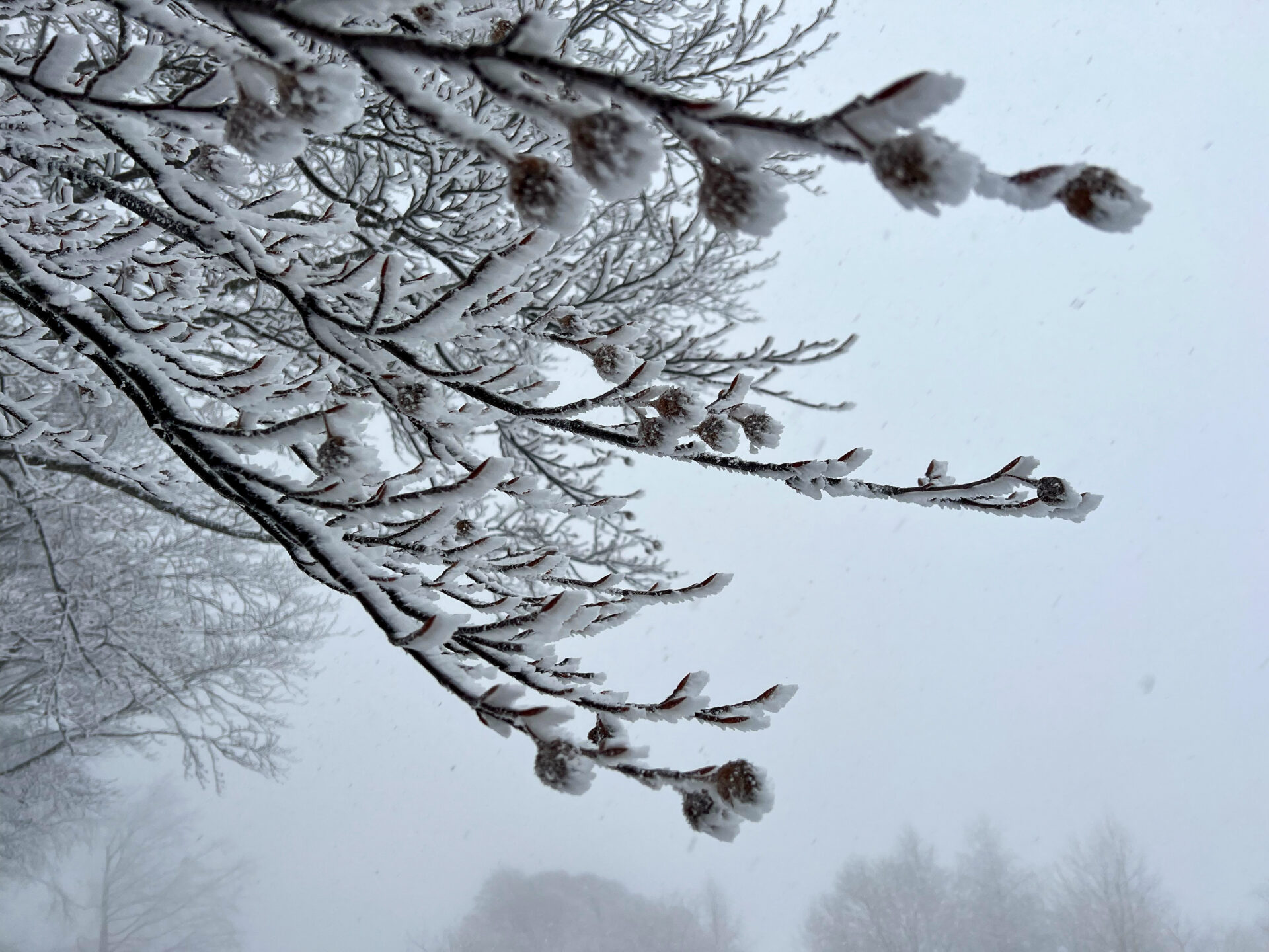 Mit Schnee überzogene Äste eines Baumes im Skigebiet Prato Nevoso