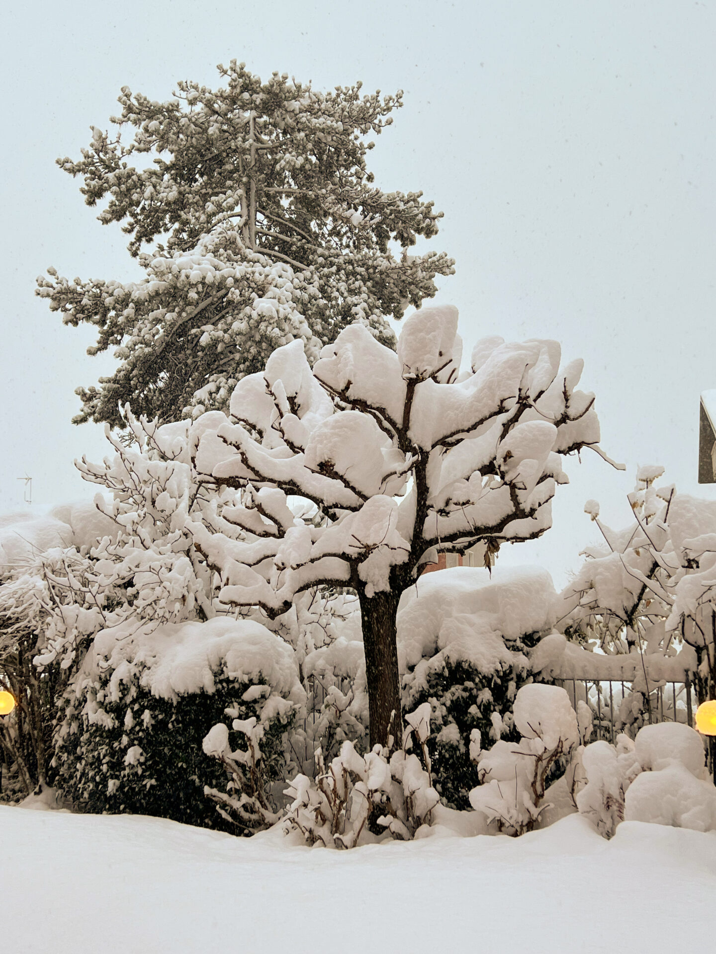 Eine dicke Ladung Neuschnee auf Bäumen in Mondovi im Piemont