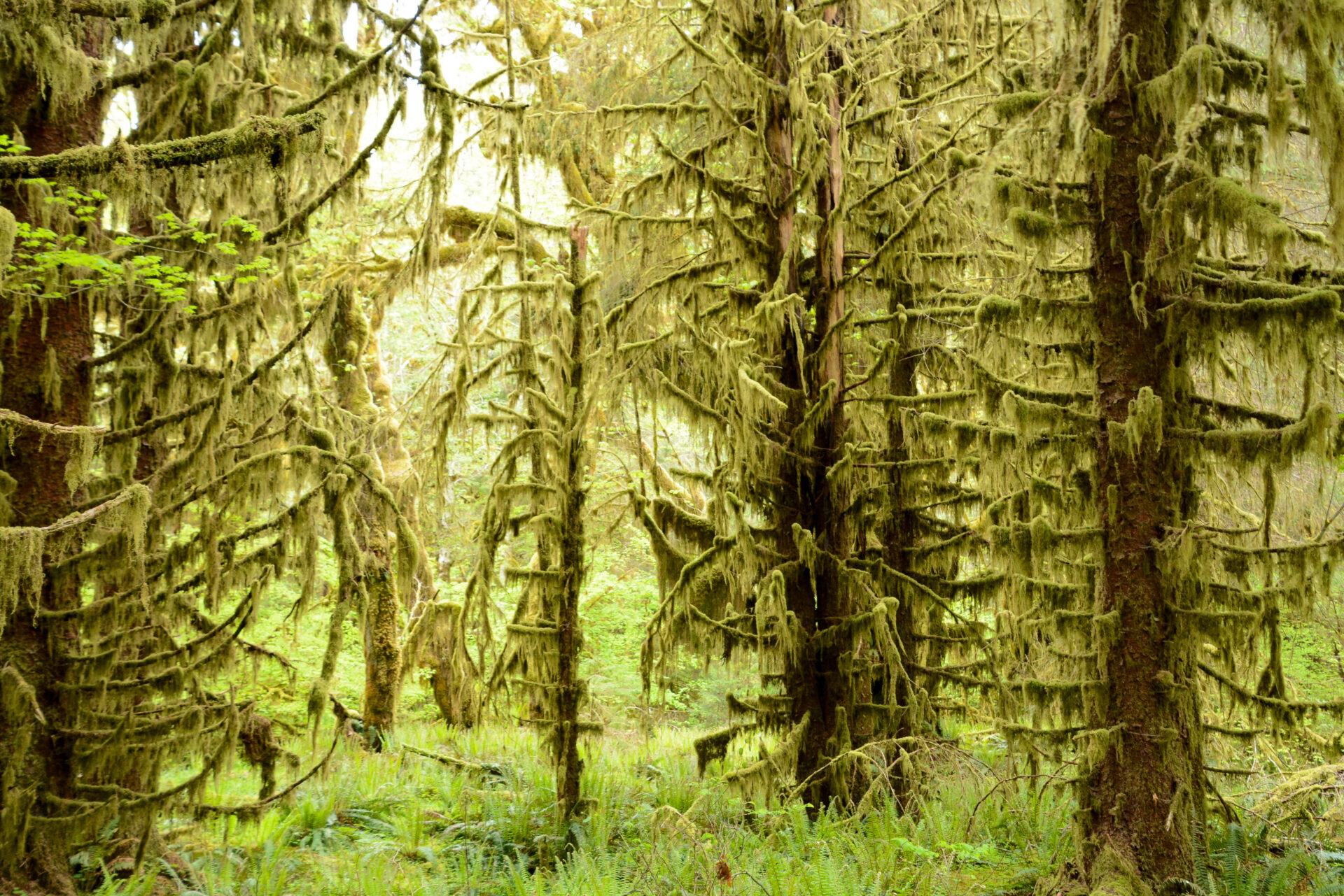 Moose hängen herab von Bäumen an der Westflanke des Olympic National Park im Hoh Rain Forest