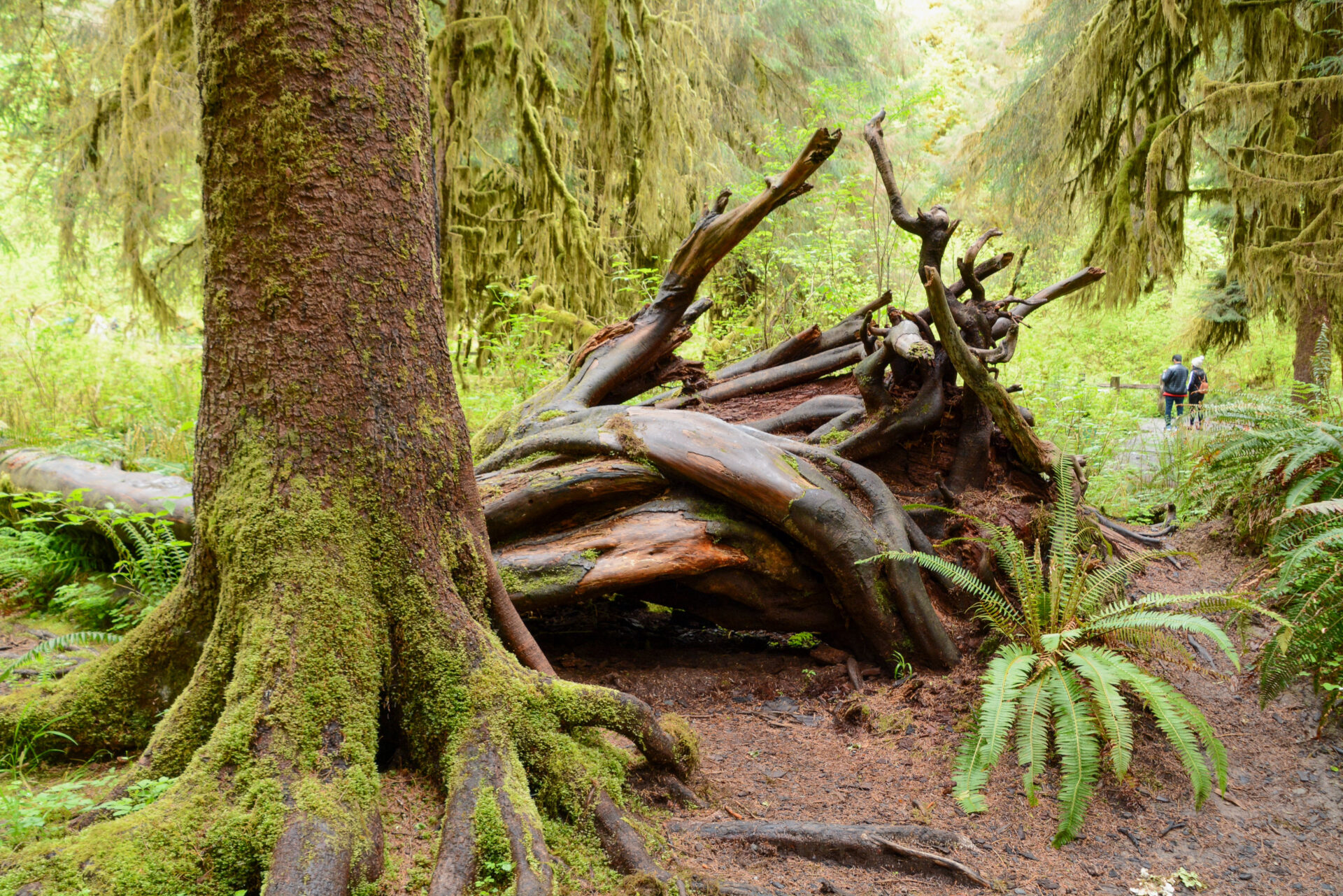 Entwurzelter Mammutbaum mit Moosen und Farnen Hoh Rain Forest Pazifischer Nordwesten USA