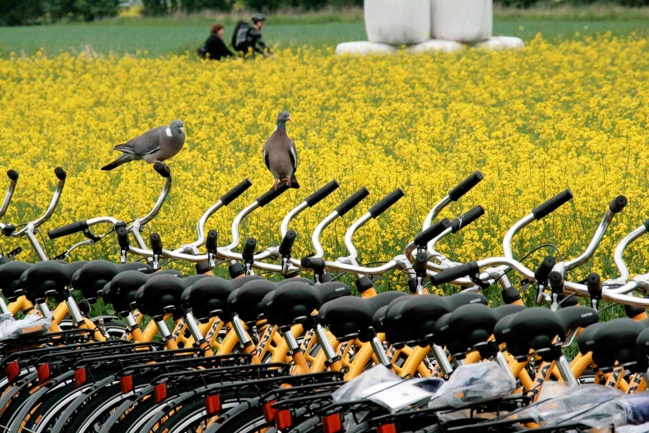 Fahrradlenker vor einem Rapsfeld auf der Insel Ven